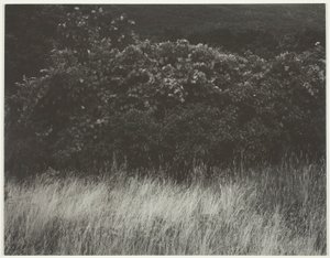 Hekk og gress - Lake George av Alfred Stieglitz