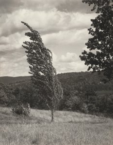 Poplar – Lake George av Alfred Stieglitz