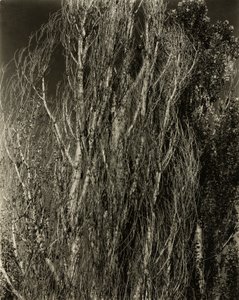 Popler - Lake George av Alfred Stieglitz