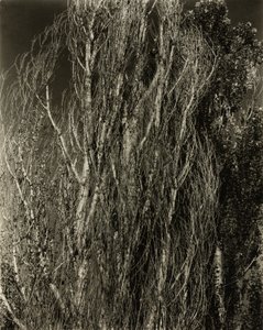Popler - Lake George av Alfred Stieglitz