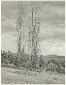 Popler - Lake George av Alfred Stieglitz