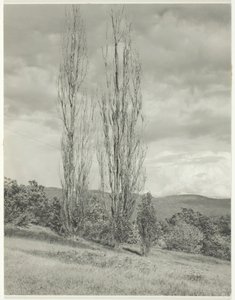 Poplars—Lake George, 1935. av Alfred Stieglitz