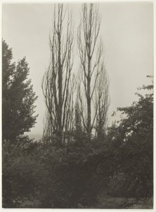 Popler - Lake George av Alfred Stieglitz