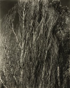 Popler - Lake George av Alfred Stieglitz