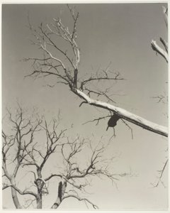 Det døende kastanjetreet – læreren min av Alfred Stieglitz