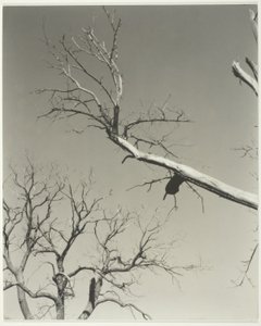  av Alfred Stieglitz