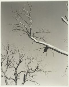 The Dying Chestnut Tree — Min lærer, 1927. av Alfred Stieglitz