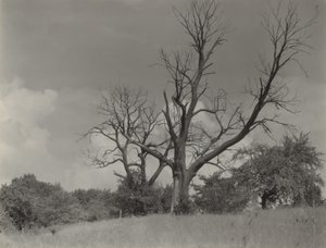  av Alfred Stieglitz