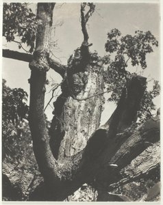 Den gamle lønnen—Lake George av Alfred Stieglitz