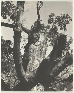 The Old Maple - Lake George, 1926. av Alfred Stieglitz