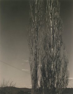 De to poplene, Lake George av Alfred Stieglitz