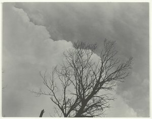 Tresett 3, ca. 1924. av Alfred Stieglitz
