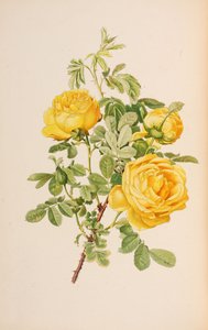 Illustrasjon fra slekten rosa av Ellen Willmott, 1914.