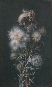 Thistledown (akvarell på papir) av Alice Gray