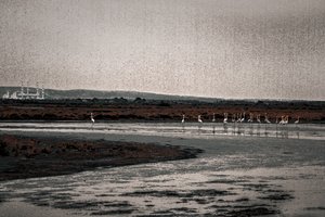 Menighet, fra serien Camargue Flamingos, 2017 (håndmalt fotografi)