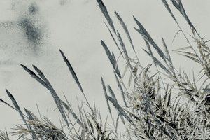 Innhøsting, 2017 (håndmalt fotografi)