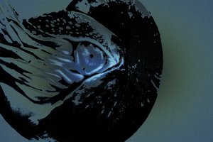 Nautilus, 2018 (håndmalt fotografi)