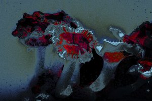 Sjøanemone, 2018 (håndmalt fotografi)