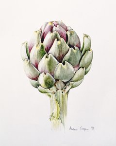 Artisjokkstudie, 1993