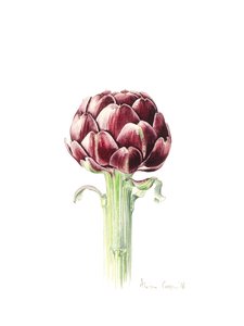 Artisjokk fra romersk marked, 2016, akvarell av Alison Cooper