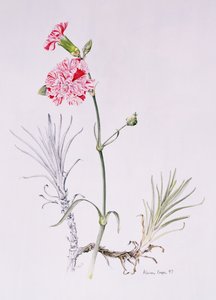 Old Variety of Dianthus, 1997 (wc på papir) av Alison Cooper