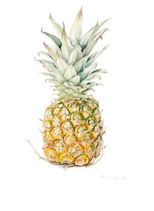 Moden ananas, akvarell, 2016