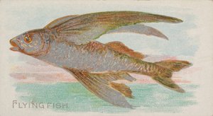 Flying Fish, fra Fish from American Waters-serien N8 for Allen & Ginter Cigarettes ..., 1889.