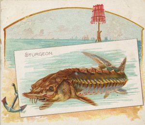 Sturgeon, fra Fish fra American Waters serie N39 for Allen & Ginter Cigarettes, 1889.