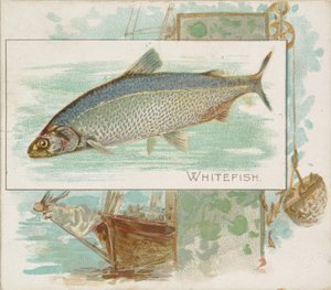 Whitefish, fra Fish fra American Waters serie N39 for Allen & Ginter Cigarettes, 1889.