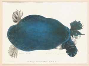 American Softshell Turtle eller Trionyx, tidligere kalt Blue Turtle