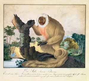 Saki-apen, 1835