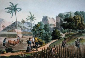 Island of Guam: Agricultural Works, fra 