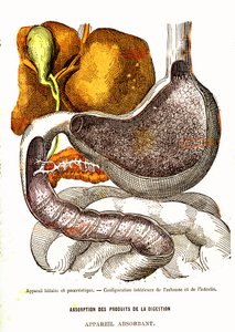 Biliary and Pancreatic System - Normal Life & Health av J. Rengade-Drawing av A. Demarle 1881 av Alphonse Demarle