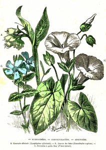 Borraginees, Convolvulacees, Apocynees: Natural Creation and Living Beings. Tegning av A. Demarle. 1885 av Alphonse Demarle