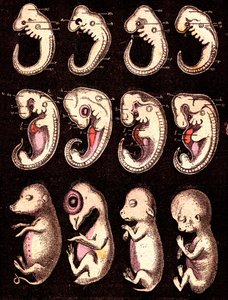 Sammenlignet embryoer av 4 ryggvirvler 5 levende vesener): Fra venstre til høyre: gris, høne, kanin, mann. Tegning A. Demarle. 1885