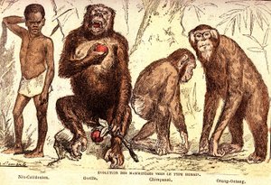 Evolusjon av pattedyr til mennesketypen: Naturlig skapelse og levende vesener (De Jules Rengade). Tegning av A. Demarle. 1885