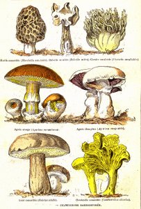 Sopp Basidiospores: Naturlig skapelse og levende vesener (De Jules Rengade). Tegning av A. Demarle. 1885 av Alphonse Demarle