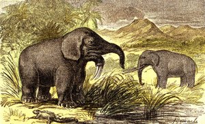 Forhistorie-miocen periode: Fra høyre til venstre: Dinotherum og Mastodonte. Naturlig skapelse og levende vesener. Tegning av A. Demarle. 1885
