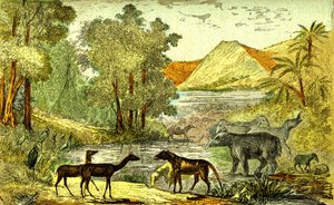 Forhistorie- Eocen periode: Fra høyre til venstre: Paloeotherium, Anoplotherium, Xiphodonts og fuglene Tantalus. Naturlig skapelse og levende vesener. Tegning A. Demarle. 1885