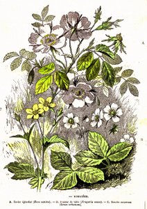 Rosacees - Naturlig skapelse og levende vesener: Tegning av A. Demarle. 1885 av Alphonse Demarle