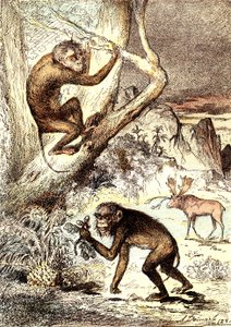 De katarhinske apene (miocenperioden): Semnopitheques. J. Rengades naturlige skapelse og levende vesener. Tegning A. Demarle av Alphonse Demarle