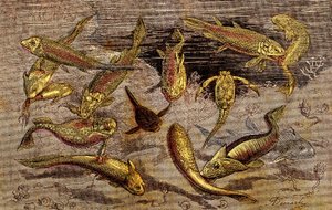 The Devonian Times (Prehistory) Levende vesener: Kampen for eksistensen av levende vesener. Naturlig skapelse. Tegning A. Demarle. 1885