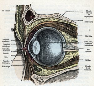 Vertikalt snitt av et øyeeplet med grå stær gravering fra "Nature and Man" av Rengade 1881 Privat samling av Alphonse Demarle
