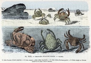 Zoologisk bord; crustace decapode marine, krabbe (kake, araignee, etrille, menade) (Zoologisk plate: krabber) Gravering fra "L