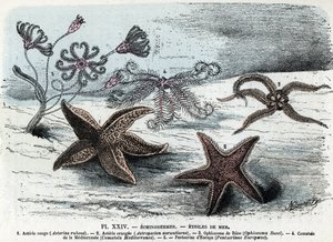 Zoologisk bord; pigghud, sjøstjerner (asterier, ophiocoma, comatum og pentakrin) (Zoologisk plate: sjøstjerner) Gravering fra "" L