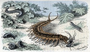 Zoologisk kart: Insekter Myriapodes (tusenbein eller tusenbein) (Zoologisk plate: Myriapoda) Gravering fra «Man and Nature» av Rengade