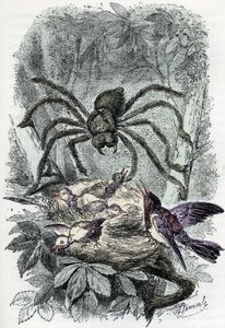 Zoologisk kart: edderkoppdyr, avicular mygalus overrasker et fuglefluereir (Zoologisk plate: edderkoppdyr, Avicularia) Gravering fra «Man and Nature» av Rengade av Alphonse Demarle