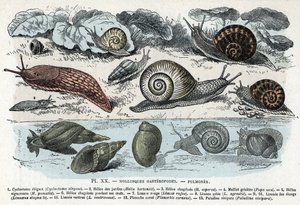 Zoologiske diagram; gasteropoder bløtdyr, lunger (cyclostoma, hagesnegl, rød snegl, grå snegl, limnee, planorb, paludine...) (Zoologisk plate: gastropod bløtdyr som snegl, cyclostoma, planorb, limnea) Gravering fra "" L