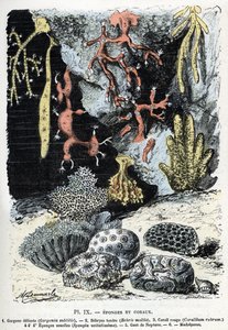 Zoologisk kart: svamper og koraller (gorgone, bebryce, koraller, svamper, neptunhanske (Zoologisk plate: sjøsvamper og koraller) Gravering fra "" L