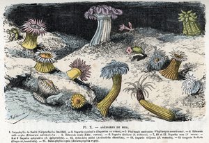 Zoologisk plate: sjøanemoner (Zoologisk plate: sjøanemoner) Gravering fra "" L